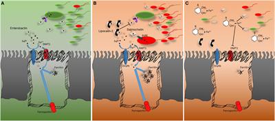 Immune Cells and Microbiota Response to Iron Starvation